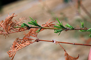 evergreen with browning needles