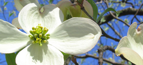 dogwood flower