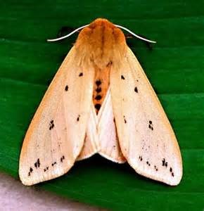 adult moth
