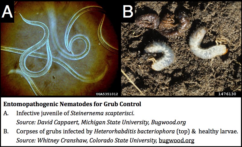 Entomopathogenic Nematodes for Grub Control. Left: Infective juvenile of Steinernema scapterisci. Right: Corpses of grubs infected by Heterorhadbitis bacteriophora (top) and healthy larvae.