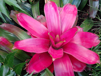 bromeliads