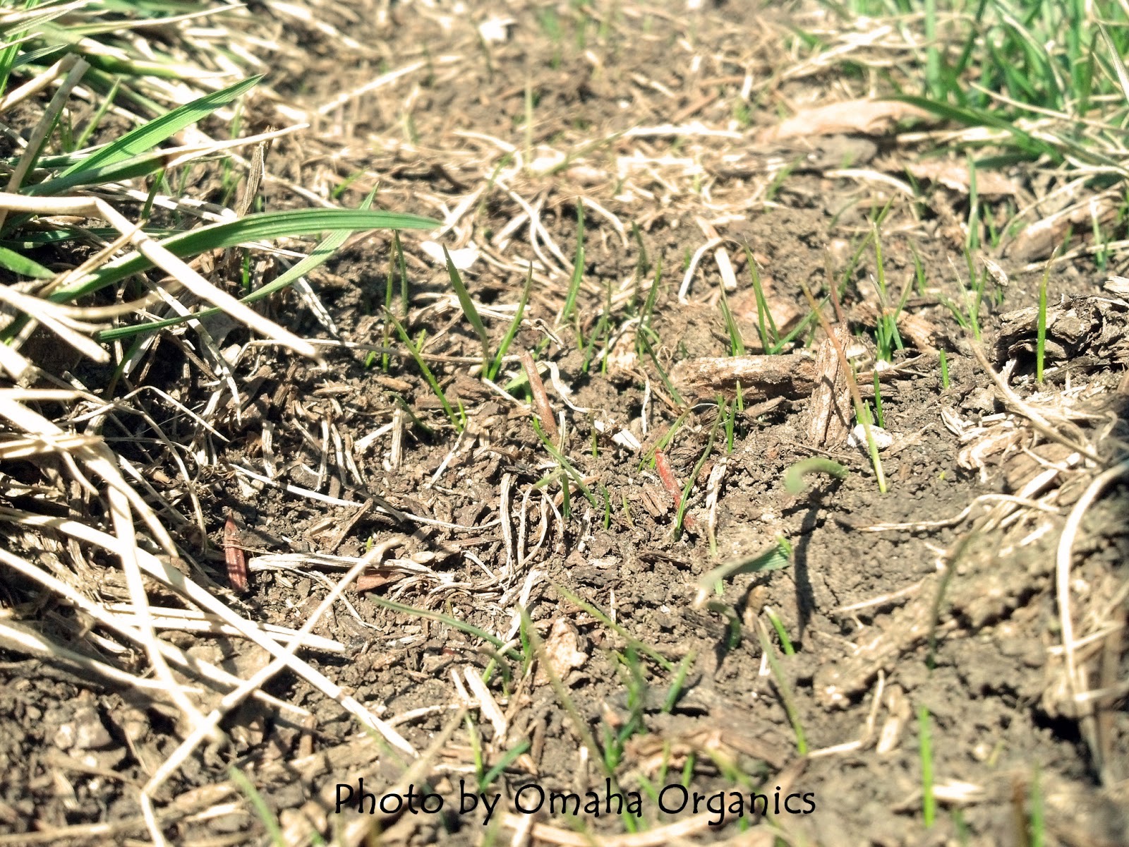 what is dormant seeding in lawns