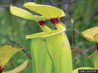 Encounter a menacing carnivorous plant known as the putrid