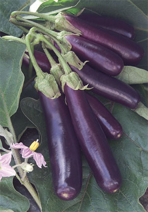 eggplant