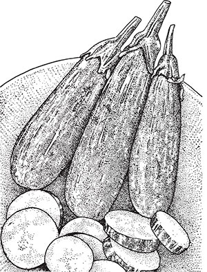 eggplant illustration