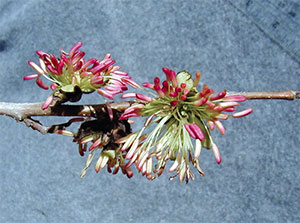 Witch Hazel // Missouri Environment and Garden News Article ...