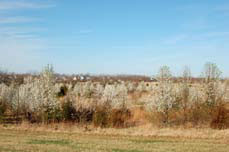 Bradford pear trees in pasture