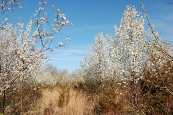 Bradford pear trees in field