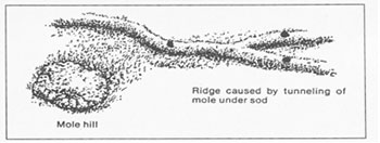illustration of mole hills and runs