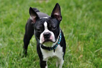 dog standing on lawn