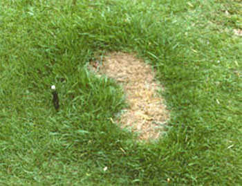 brown patch in lawn caused by pet urine