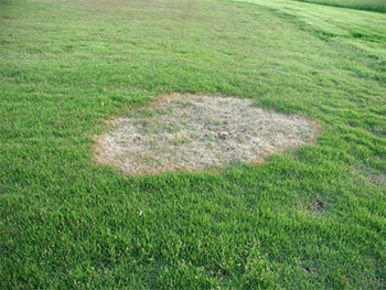 zoysia grass with large brown spot