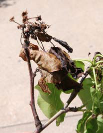 fire blight on bradford pear trees