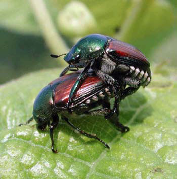 japanese beetles mating