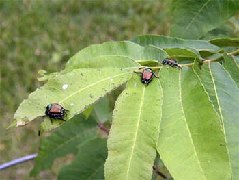 japanese beetles on plant
