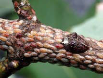 Lecanium on Silver Maple