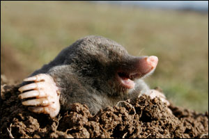 What a Season for Moles and Voles // Missouri Environment and