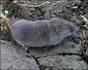 vole