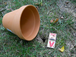 vole trap