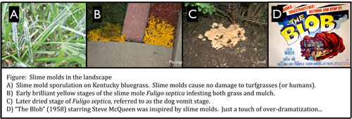 slime molds in the landscape