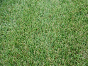 tall fescue