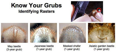 know your grubs