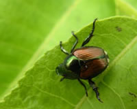 japanese beetle