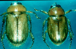 masked chafer