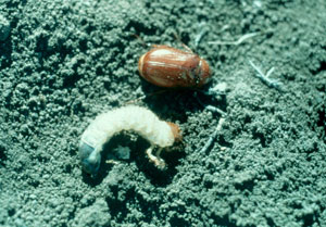 may june beetle