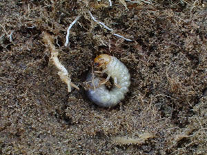 white grub