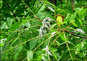 Defoliation of walnut by the final instar of  the walnut caterpillar