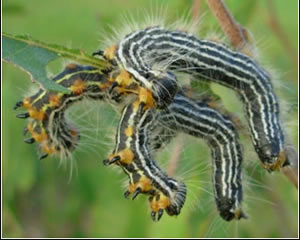 Rearing up behavior of disturbed yellownecked caterpillars