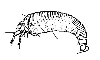 eriophyid illustration