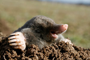 mole emerging from mole hill