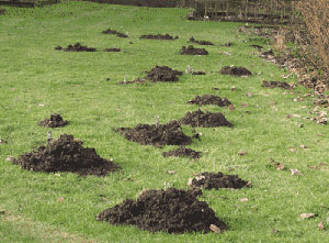 mole hills