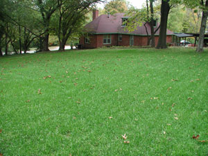 tall fescue lawn