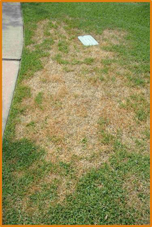 Issues with Zoysiagrass Lawns // Missouri Environment and Garden News ...