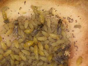 Phylloxera nymphs and alates inside a shagbark hickory gall.