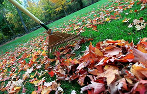 raking leaves in lawn