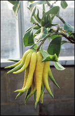 Buddha hand citron, indoors