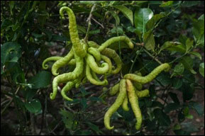 Buddha hand citron, outdoors