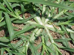 goosegrass