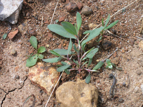 Prostrate knotweed