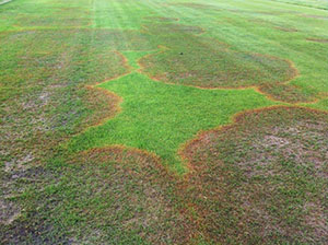 Zoysia Grass Is It A Good Thing Or Not Mike S Backyard Nursery