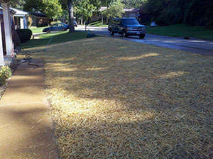 lawn covered with straw