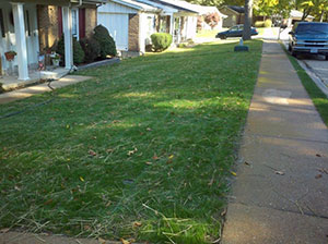 green grass after three weeks of growth