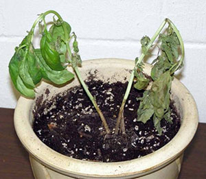 basil wilt