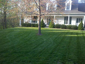 Zoysia Grass Is It A Good Thing Or Not Mike S Backyard Nursery