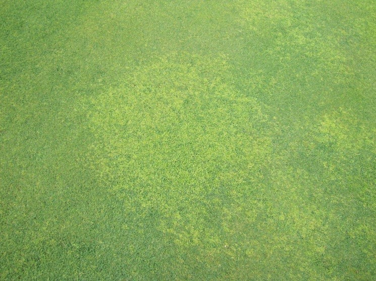 Annual bluegrass in putting green