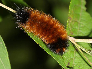 woolly bear